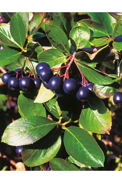 Aronia melanocarpa Hugin – гарні темні ягоди